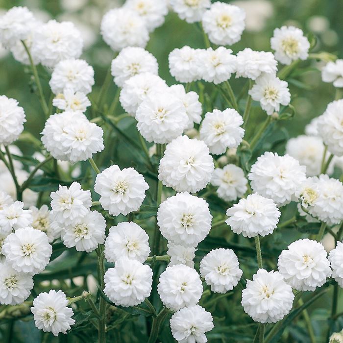 アキレア プタルミカ オオバナノコギリソウ Achillea Ptarmica L